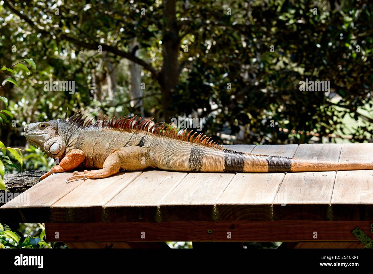l'iguana vert aime faire cuire au soleil les jours chauds Banque D'Images