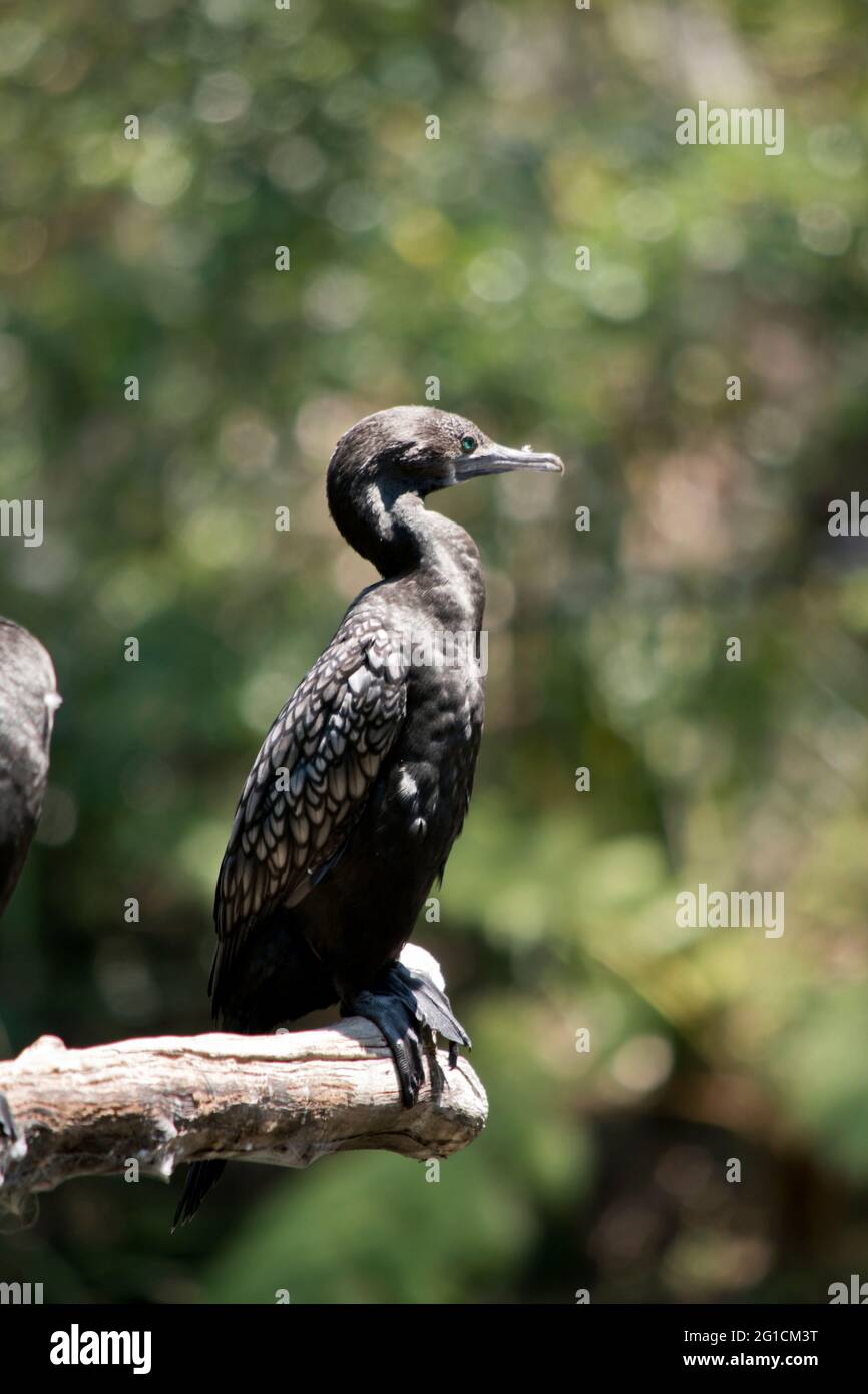 le petit cormoran noir est perché sur une branche d'arbre Banque D'Images