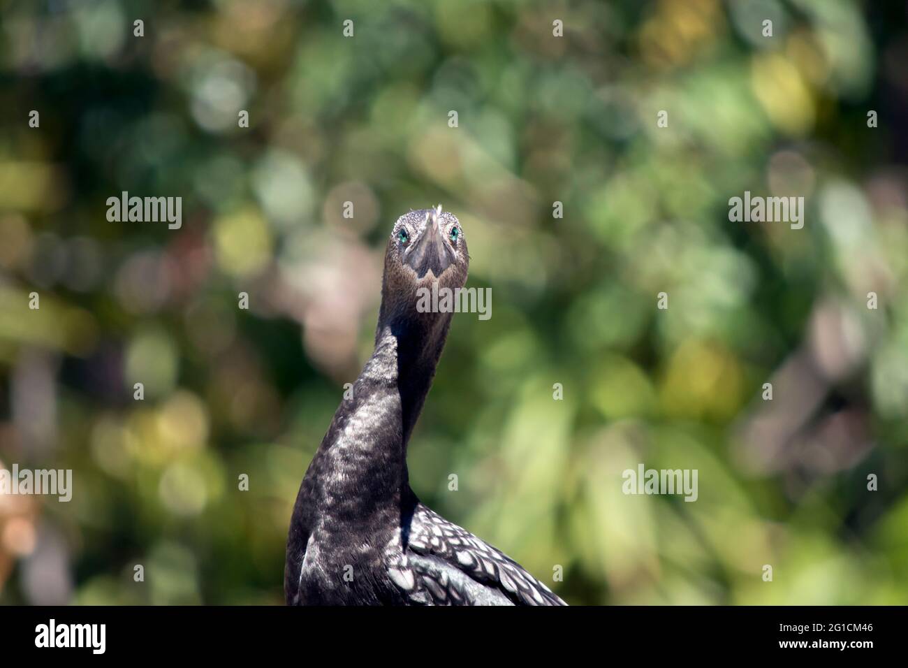 le petit cormorant noir est parmi les arbres Banque D'Images