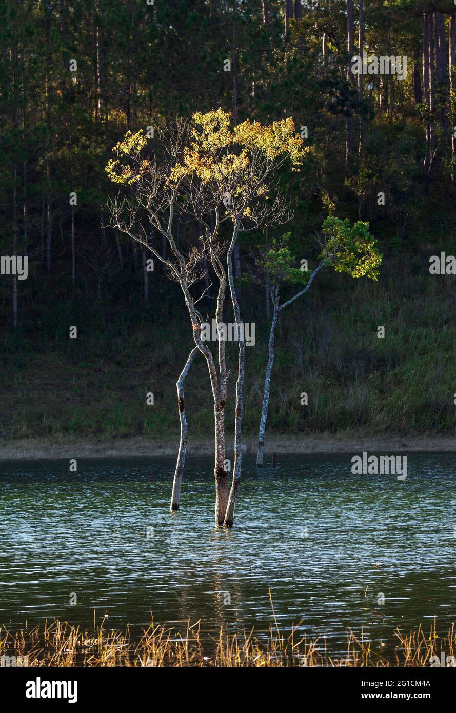Arbres d'automne dans le lac Banque D'Images