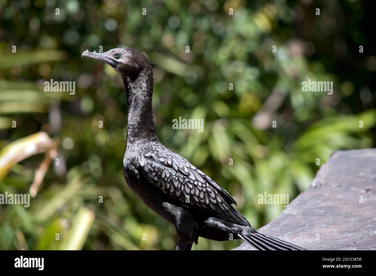 c'est une vue latérale d'un petit cormorant noir Banque D'Images
