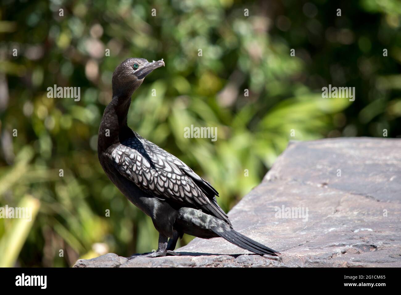 le petit cormoran noir est à la recherche du danger dans le ciel Banque D'Images