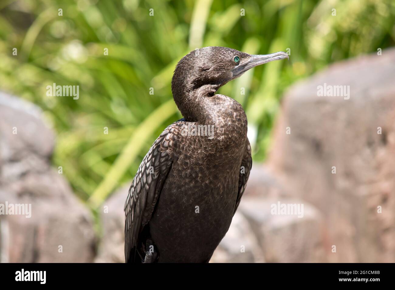 le petit cormorantl noir est toujours à la recherche de prédateurs Banque D'Images