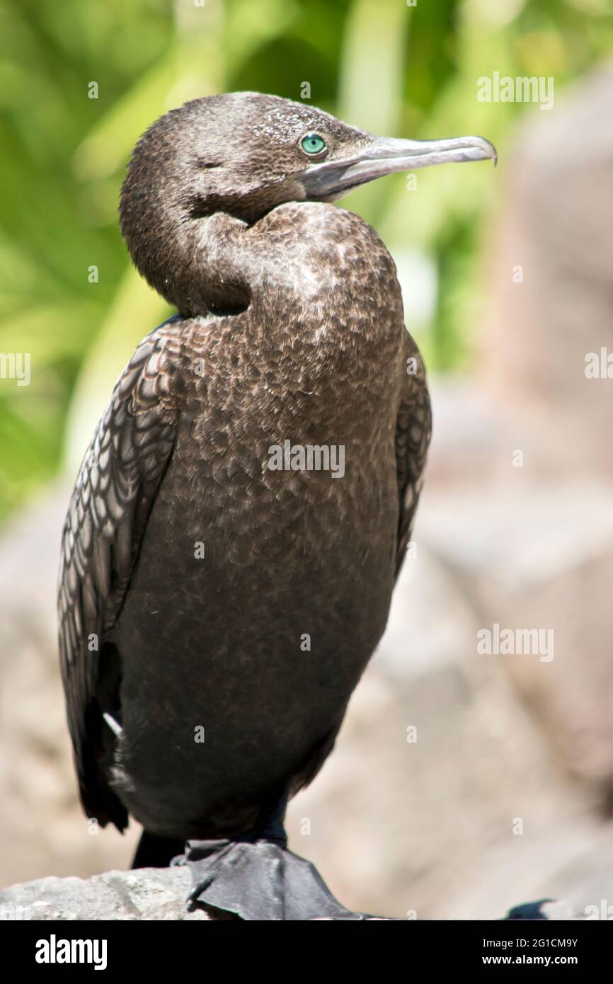 le petit cormorantl noir est toujours à la recherche de prédateurs Banque D'Images