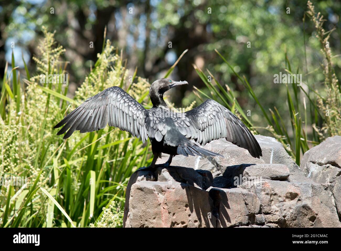 le petit cormorant noir a une longue extension d'aile Banque D'Images