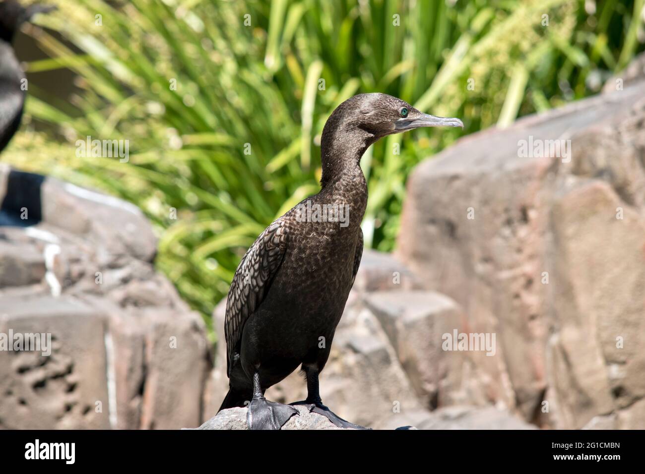 le petit cormorant noir est debout sur un rocher Banque D'Images