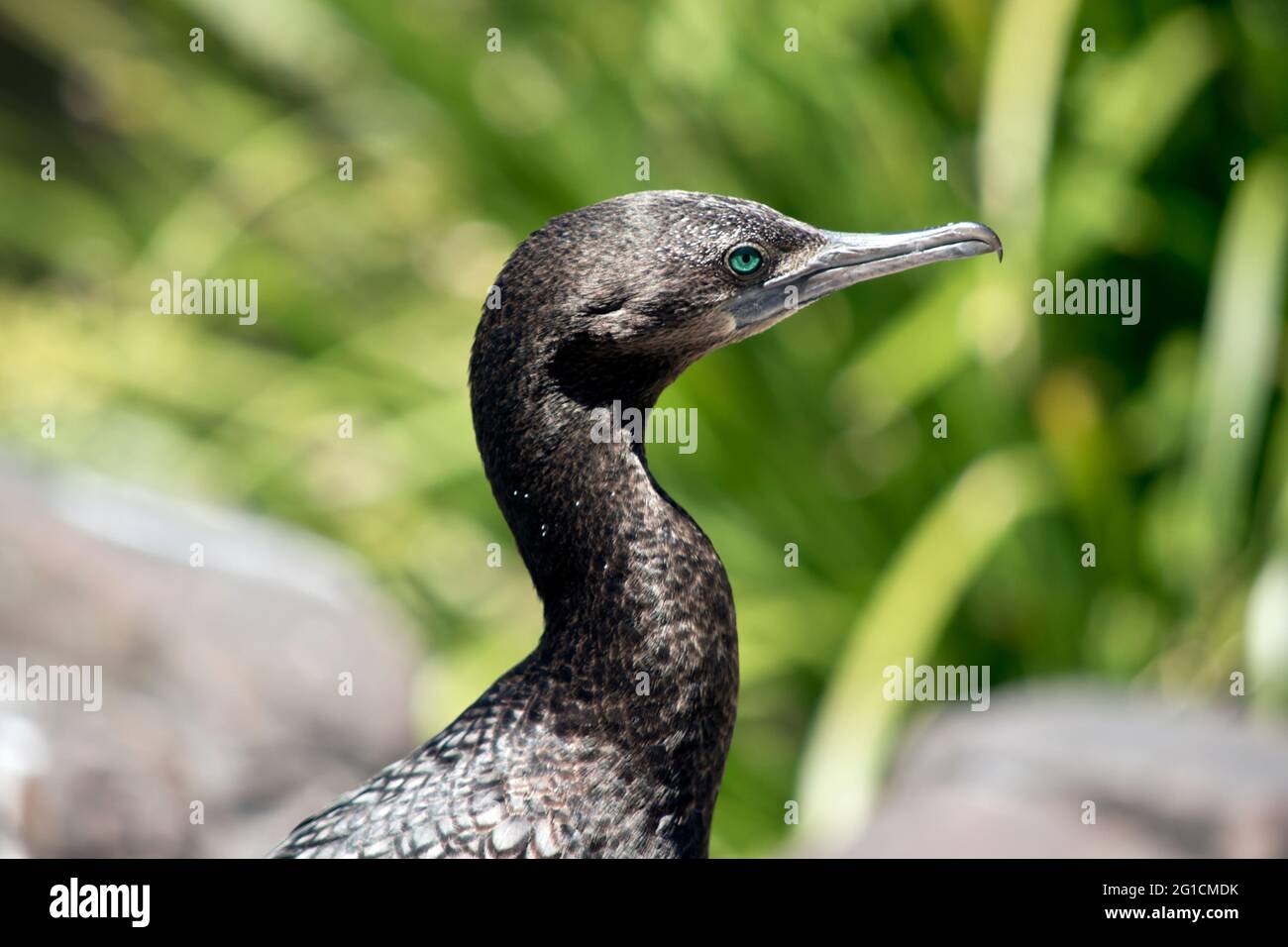 c'est une vue latérale d'un petit cormorant noir Banque D'Images