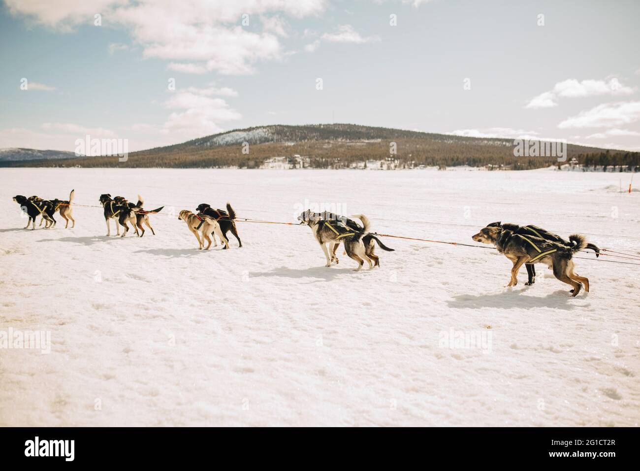 Huskies traîneaux à chiens sur la neige en hiver Banque D'Images