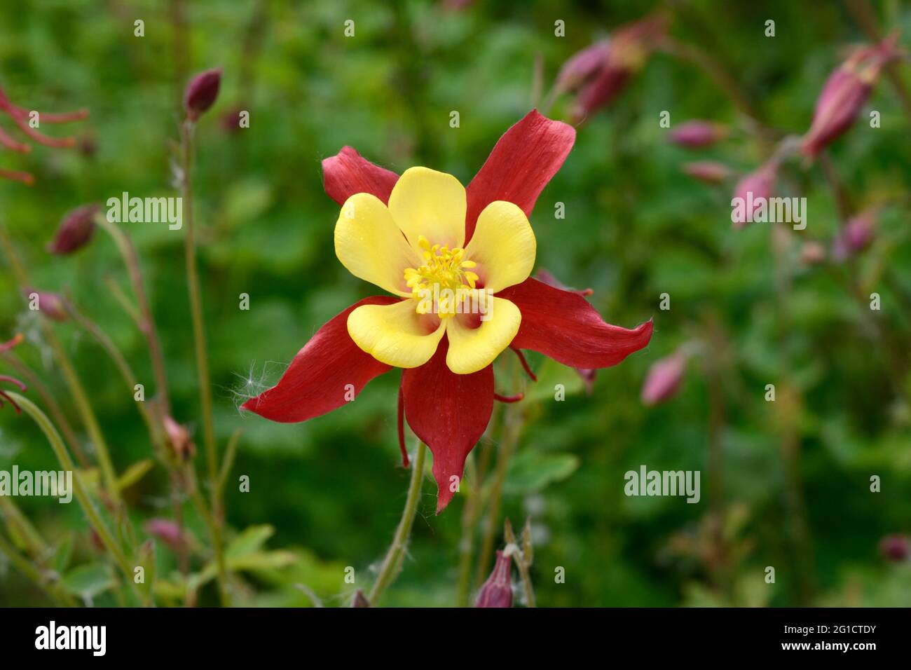 Aquilegia Crimson Star Flower Columbine Grannys Bonnet Banque D'Images
