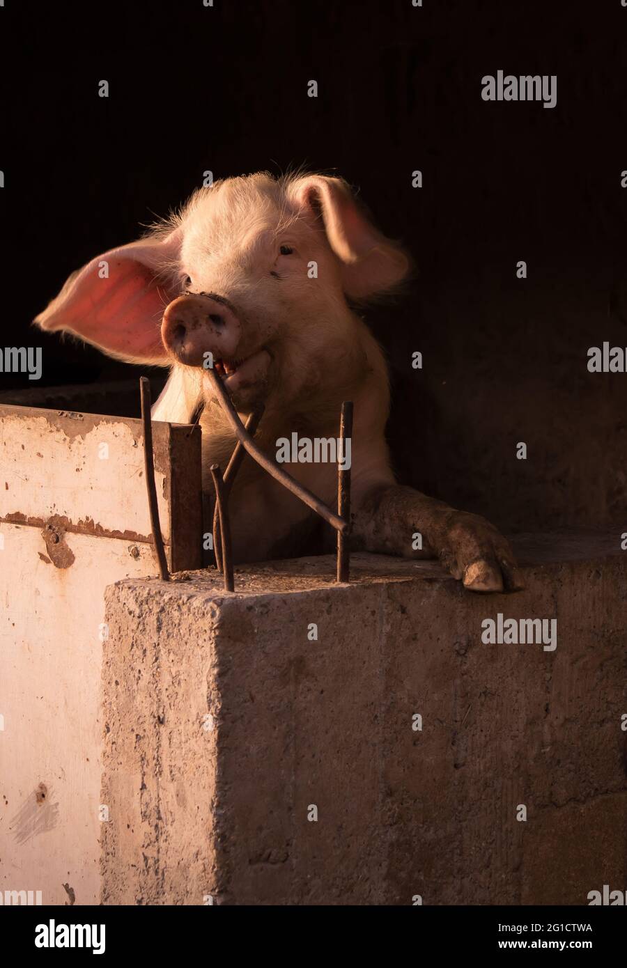 Cochon debout sur le mur du stylo et morce la tige de fer Banque D'Images