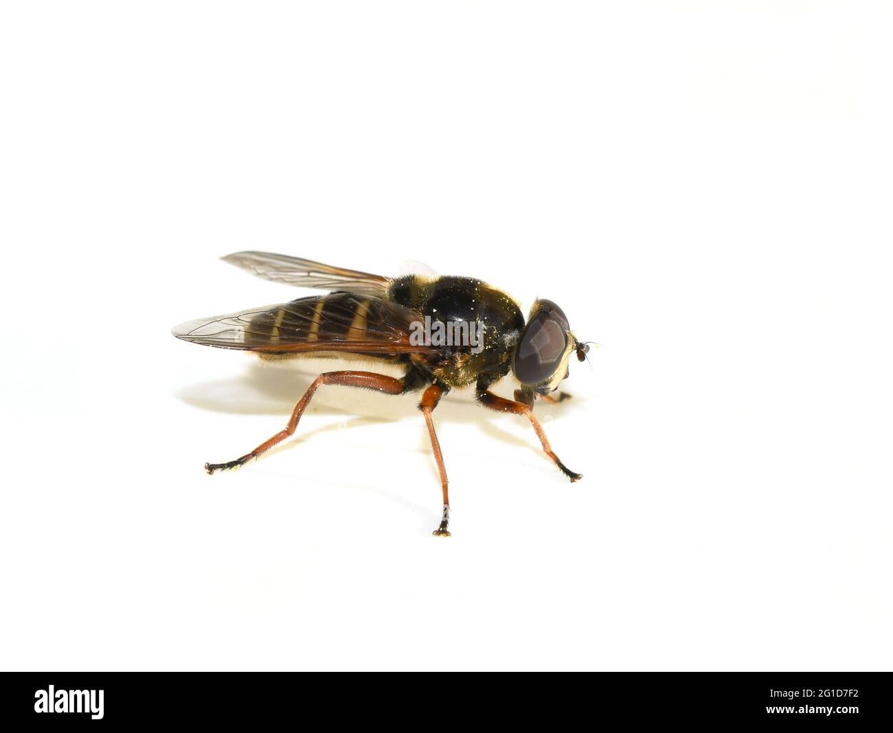 L'aéroglisseur Sericomomyia silans mimiricry Wasp isolé sur fond blanc Banque D'Images