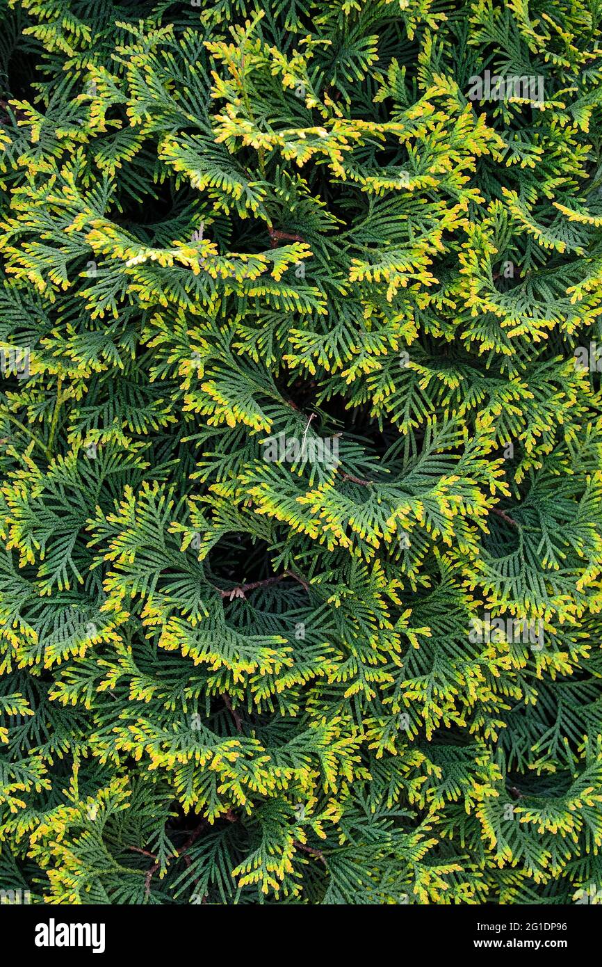 Thuja occidentalis Smaragd (Smagd GoldStrike) - texture de feuillage de conifères à feuilles persistantes avec bords jaune doré des aiguilles. Plante ornementale pour jardineni Banque D'Images