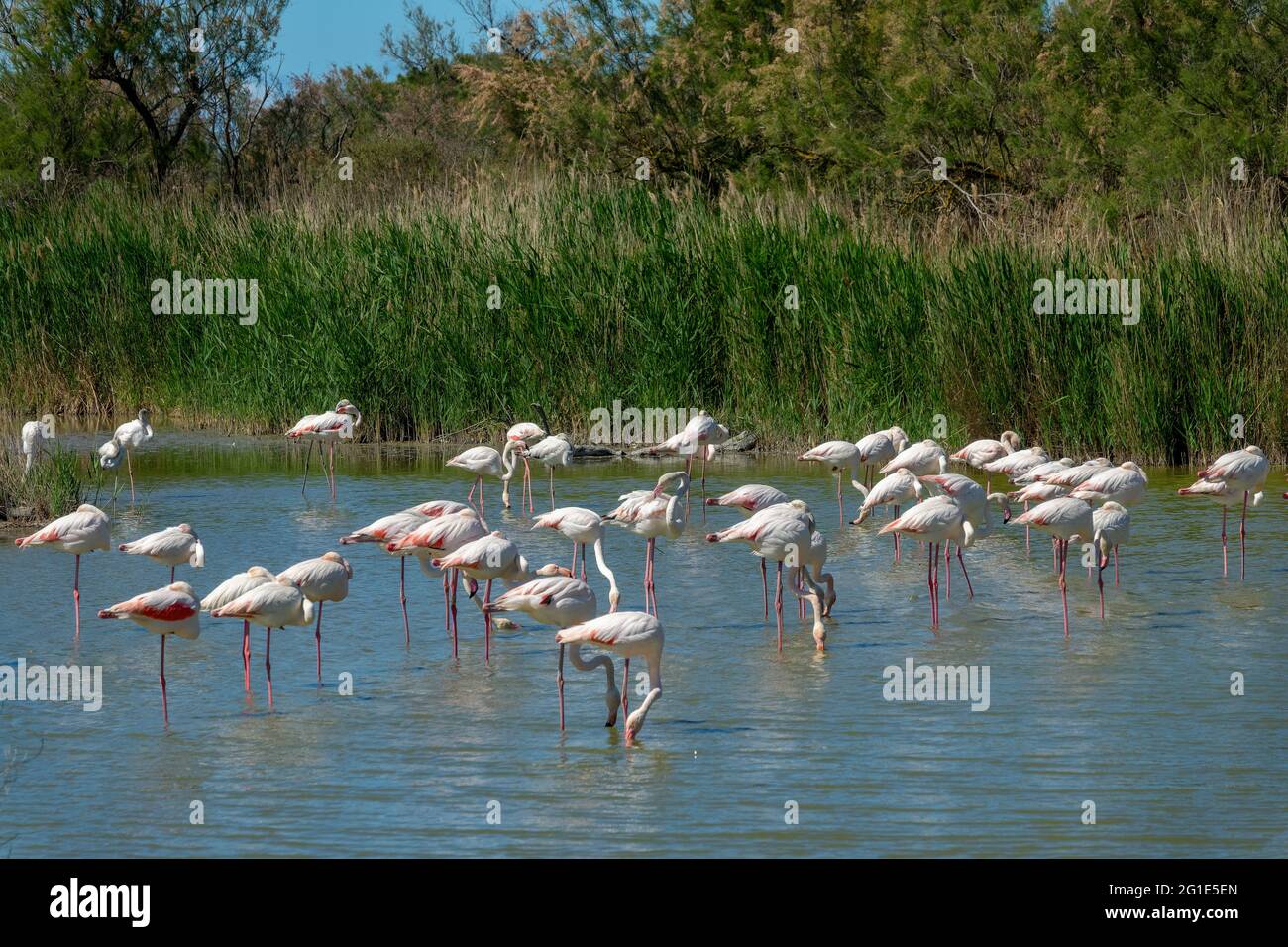 Troupeau de grands Flamingos (Phoenicopterus roseus) dans un marais en Camargue en Provence, Bouches du Rhône, Sud de la France Banque D'Images