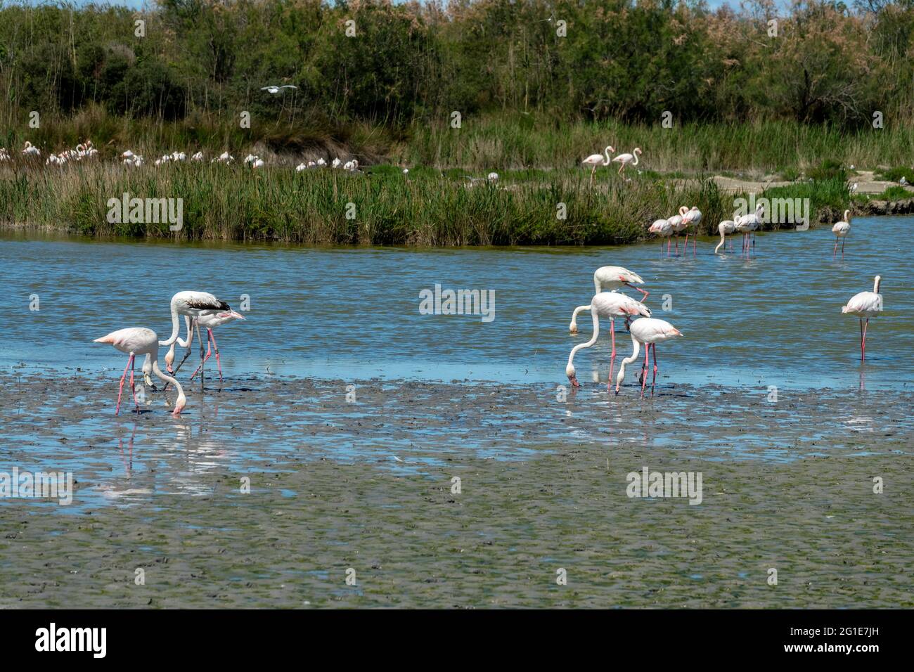 Troupeau de grands Flamingos (Phoenicopterus roseus) dans un marais en Camargue en Provence, Bouches du Rhône, Sud de la France Banque D'Images
