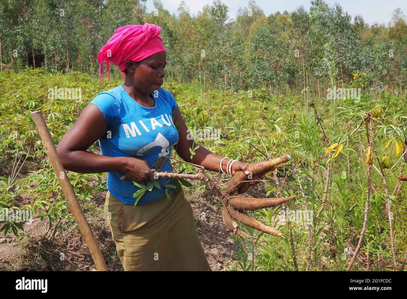Les femmes récoltant des ignames au Rwanda, une nourriture de base de nombreux Africains Banque D'Images