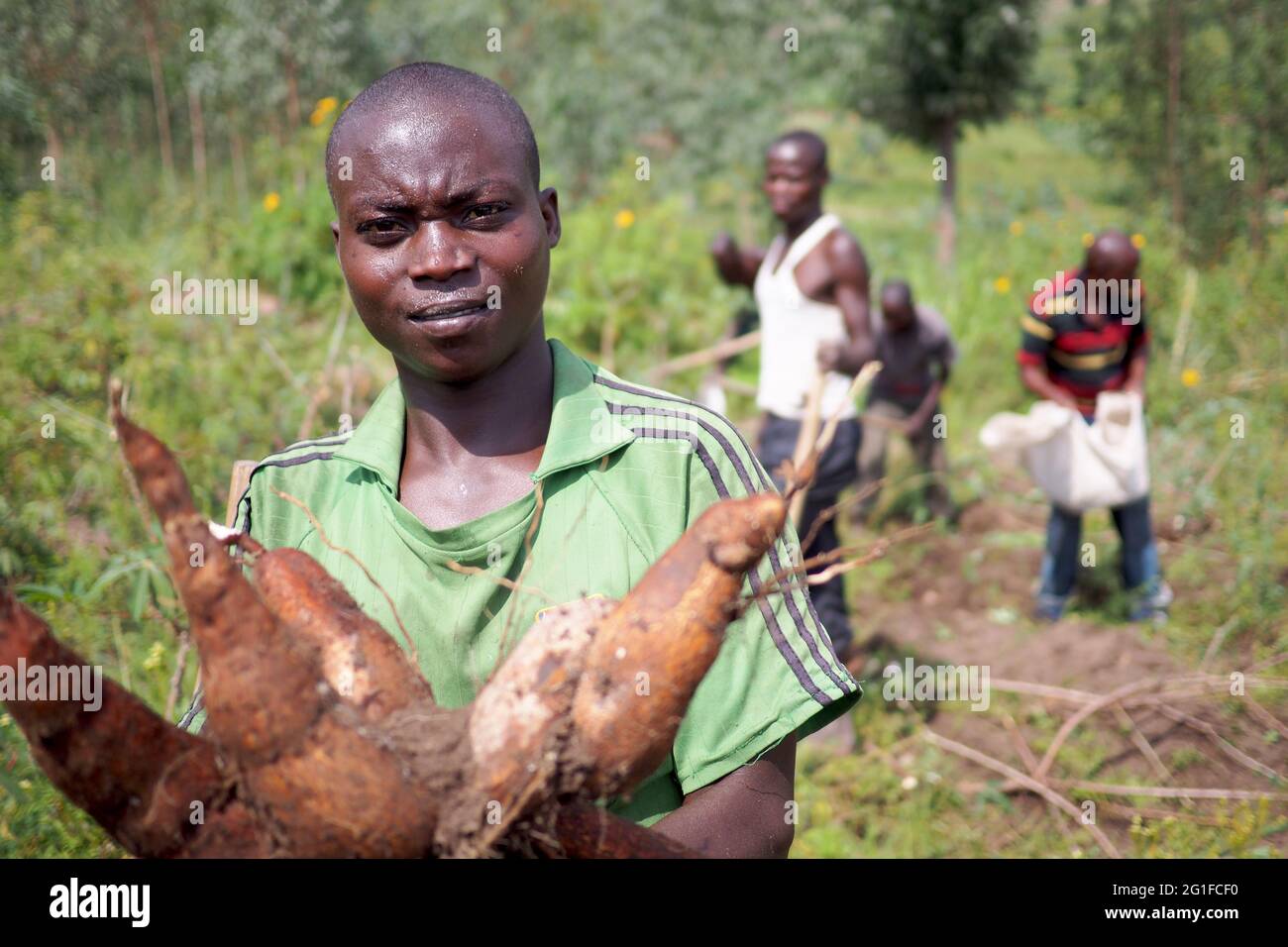 Homme dans la récolte d'un yam en Afrique centrale Banque D'Images