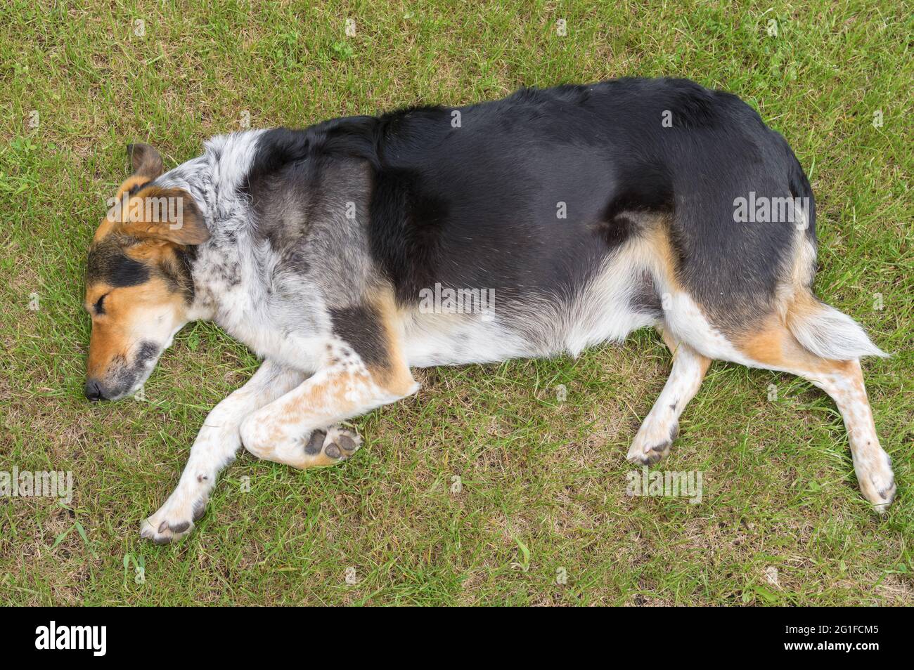 Vue de dessus sur le chien mixte allongé sur la pelouse et reposant depuis l'élimination des points de suture après une intervention chirurgicale sur la lame gauche cassée de l'épaule Banque D'Images