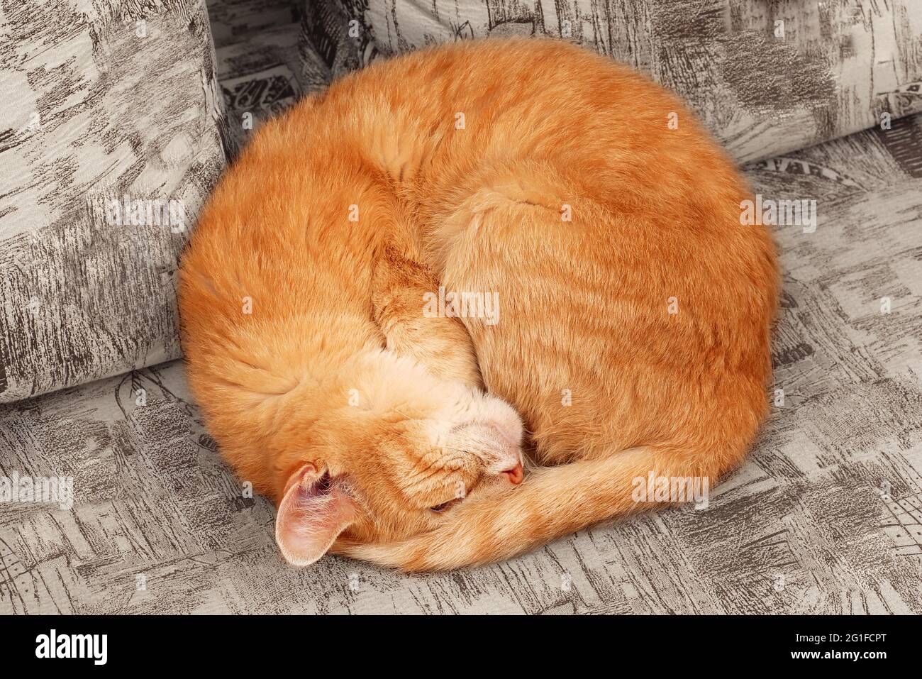 vue de dessus du chat de gingembre somnng courbé en une balle Banque D'Images