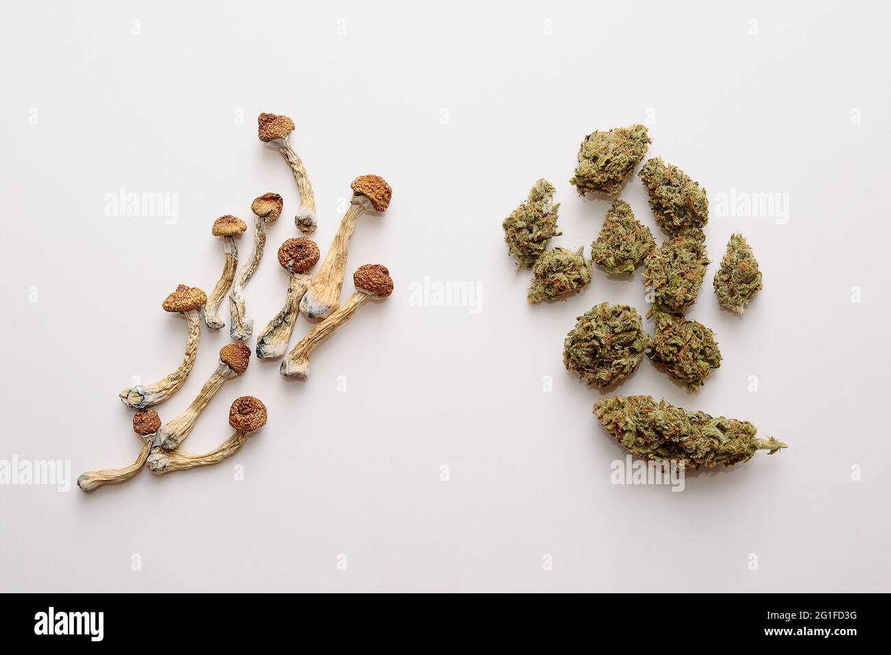 Concept de microdosage. Sécher les champignons psilocybine et les bourgeons de marijuana sur fond blanc. Expérience psychédélique. Chanvre récréation, usage médical, legaliza Banque D'Images