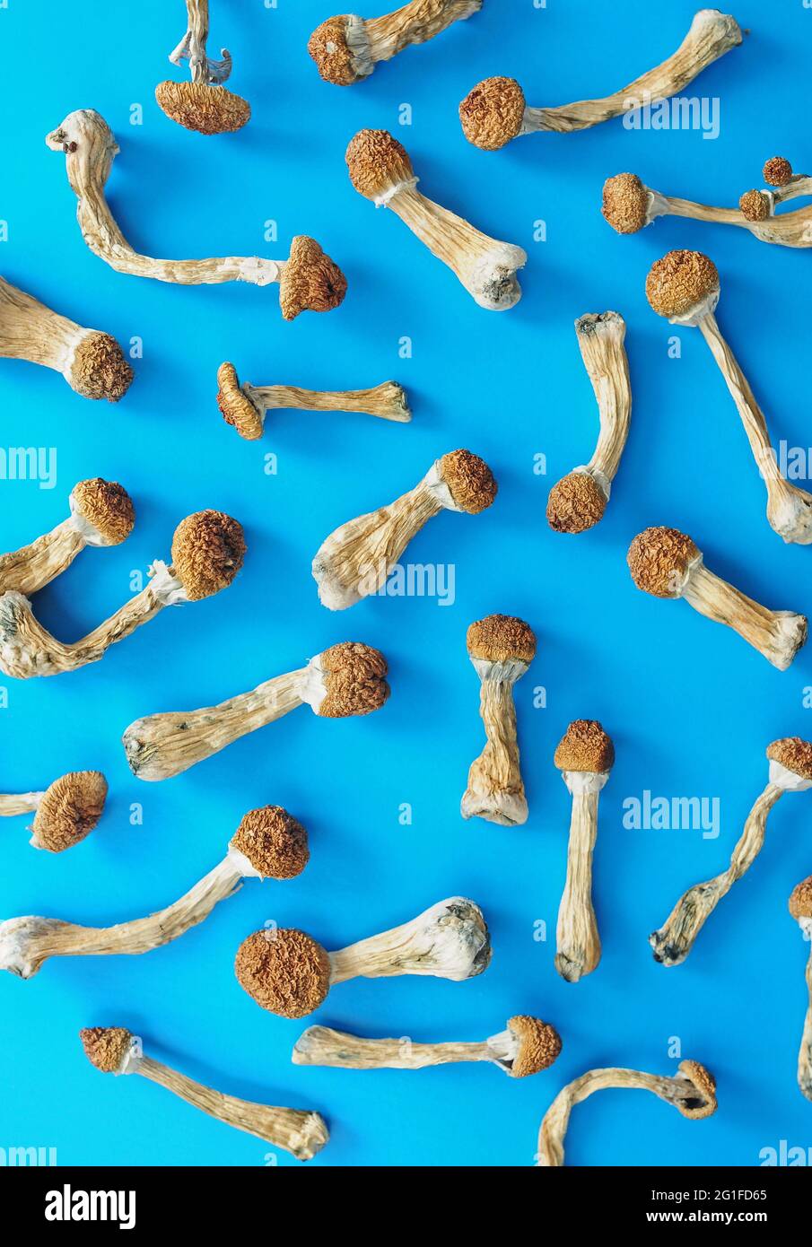 Motif de champignons psilocybine séchés sur fond bleu vif. Maître d'or de champignon magique psychédélique. Usage médical. Concept de microdosage. Banque D'Images