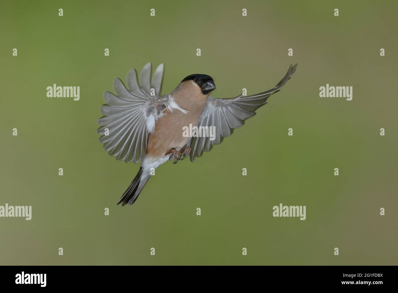 Bullfinch eurasien (Pyrrhula pyrrhula), femelle en vol, Rhénanie-du-Nord-Westphalie, Allemagne Banque D'Images