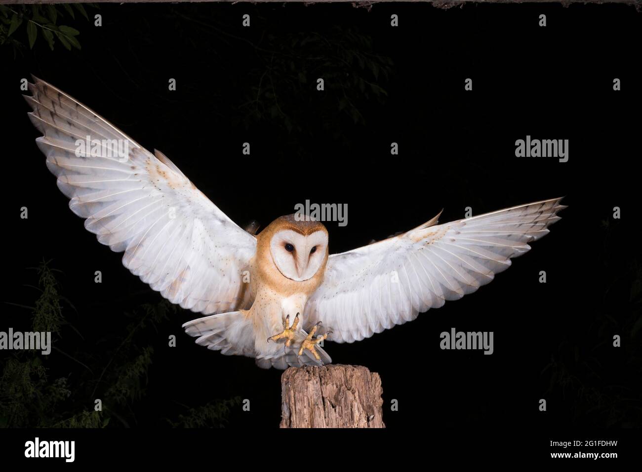 Hibou de grange commune (Tyto alba) terres sur l'ancien poste de clôture, poste de pâturage, photo de nuit, Diepholzer Moorniederung, Basse-Saxe, Allemagne Banque D'Images