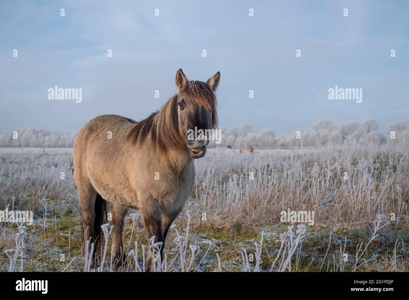 Konik, Konik Horse, Konik Pony (Equus caballus gemelli), hiver, conservation du paysage dans la réserve naturelle, projet de pâturage, conservation de la nature Banque D'Images