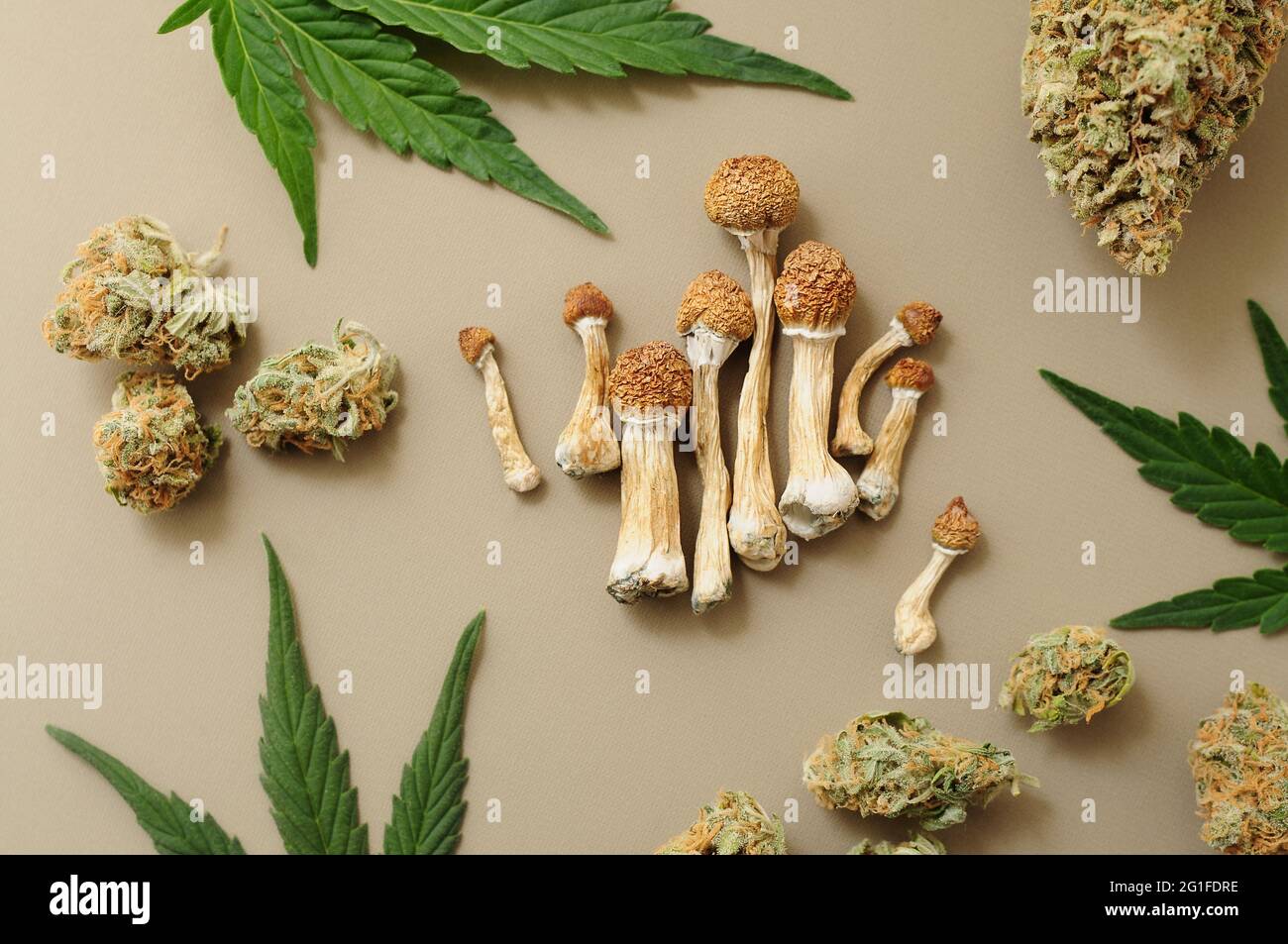 Voyage psychédélique, loisirs dans le quartier des affaires. Concept de micro-dosage. Champignons psilocybe séchés et bourgeons de cannabis sur fond ivoire. Banque D'Images