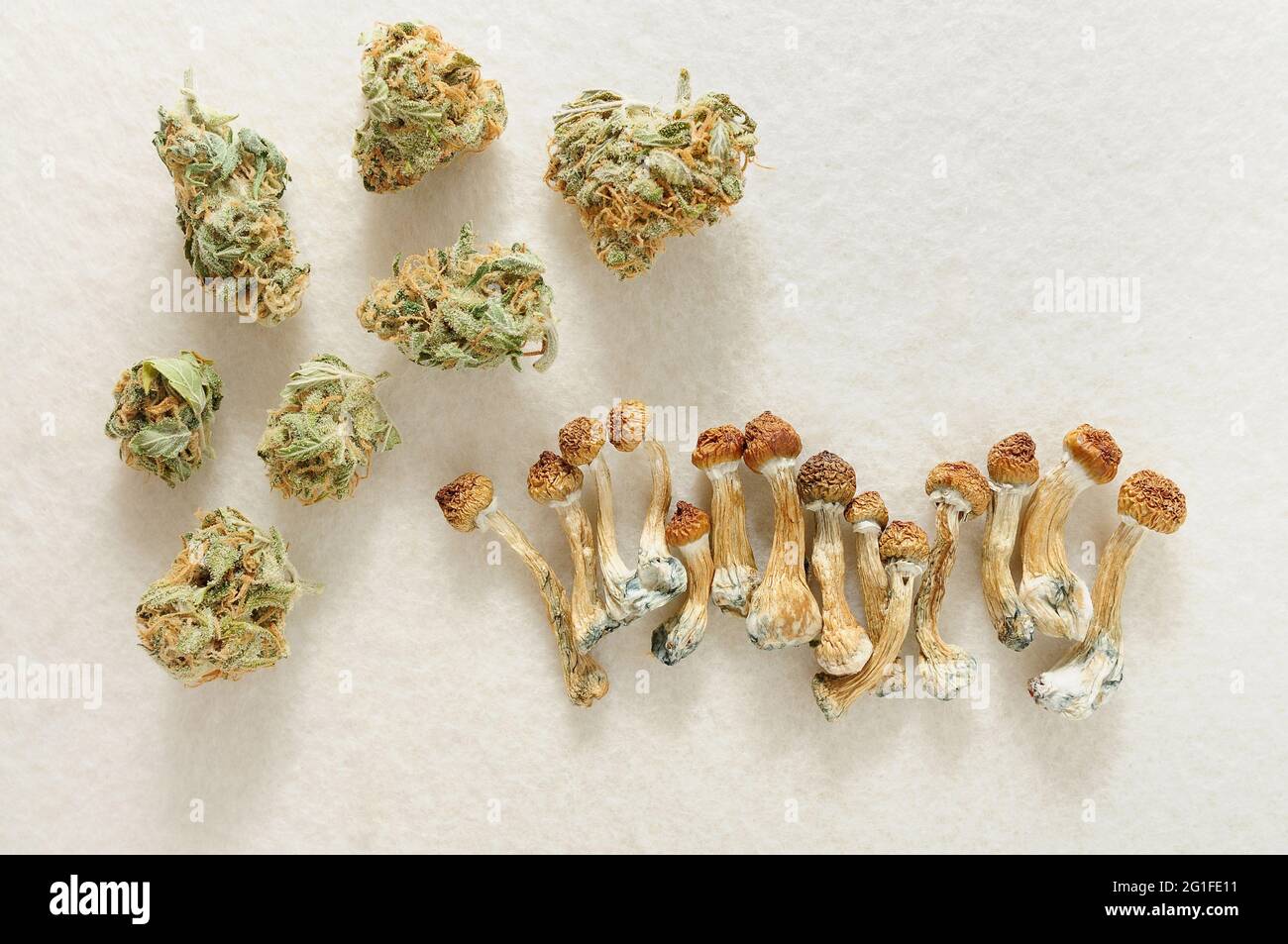 Concept de microdosage. Champignons psilocybine enseignant d'or et bourgeons de marijuana sur fond d'ivoire. Expérience psychédélique. Chanvre récréation, usage médical Banque D'Images