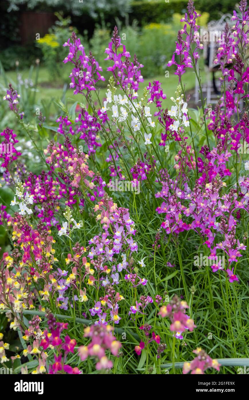 Couleurs mélangées de la plante de couchage annuelle Linaria maroccana, Linaria 'Northern Lights' fleurit de la fin du printemps au début de l'été dans un jardin de Surrey Banque D'Images
