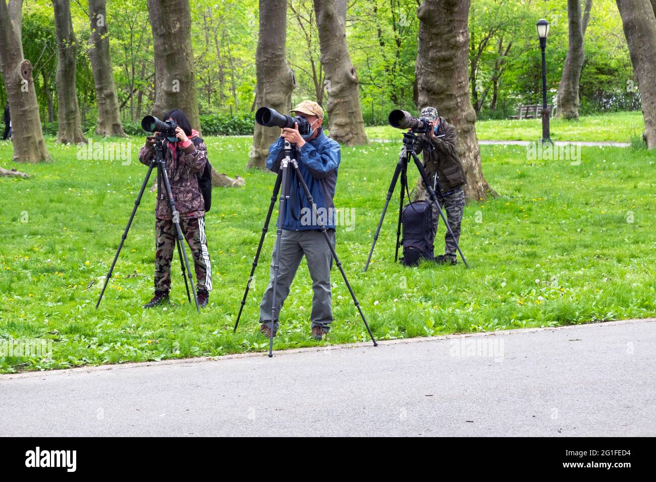 Trois photographes asiatiques américains, équipés de trépieds, d'appareils photo et de téléobjectifs, espèrent repérer et photographier des oiseaux migrateurs. À Kissena Park, Queens, New Banque D'Images