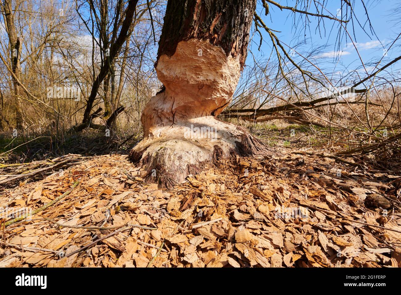 Castor endommagé castor (fibre de Castor) à l'arbre, Danube, Bavière, Allemagne Banque D'Images