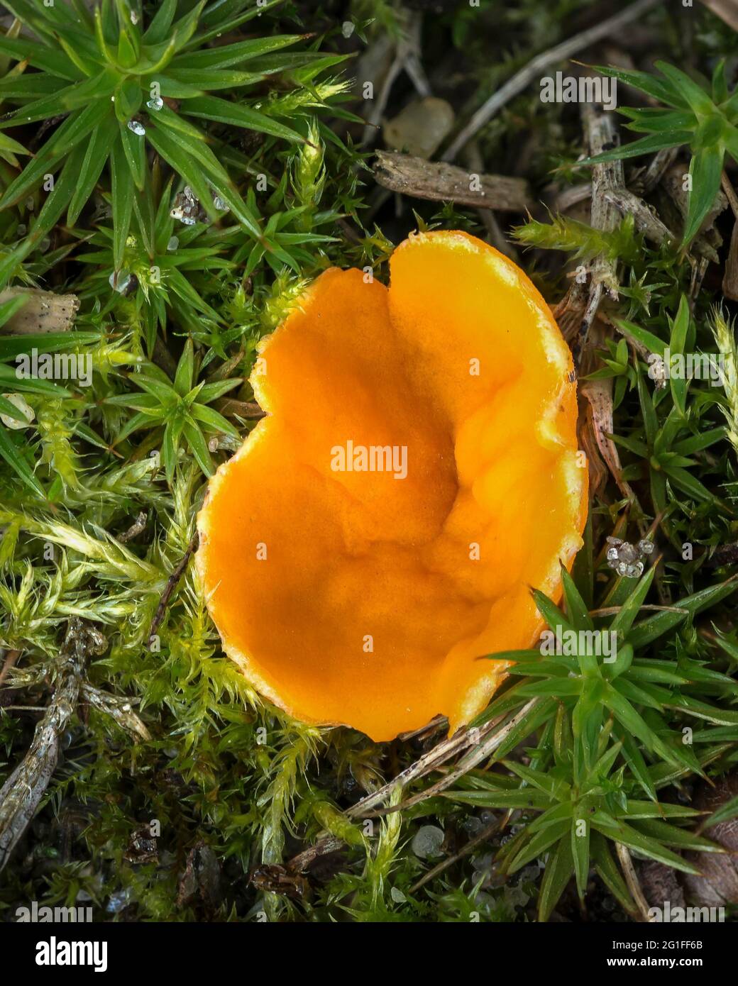 Champignon De La Peau D Orange Aleuria Aurantia Champignon Entre Les Mousses Syddanmark Danemark Photo Stock Alamy