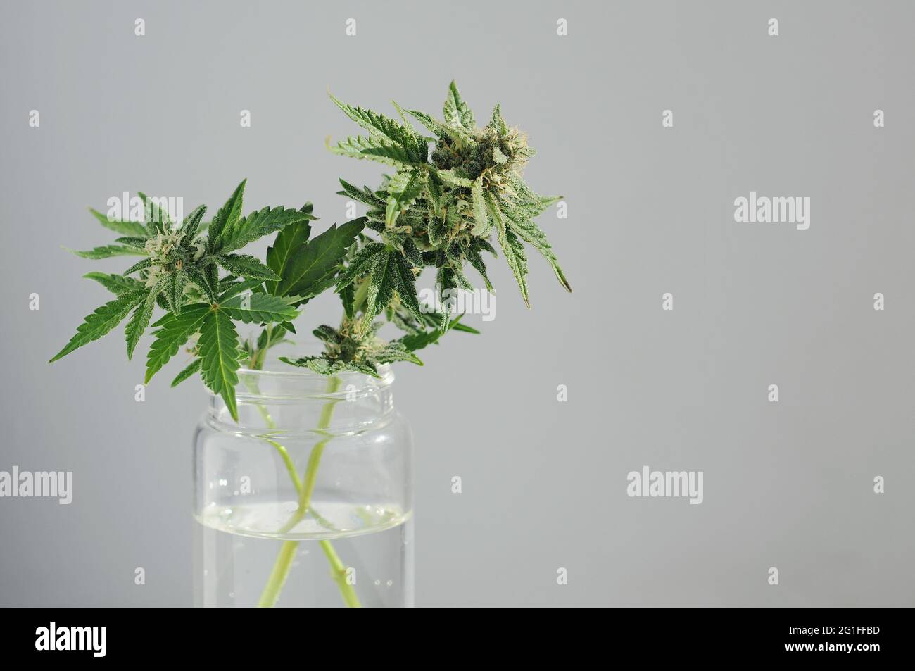 Branches de cannabis avec bourgeons fleuris dans un pot en verre sur fond gris. Plante de marijuana comme une fleur domestique à l'intérieur de la maison. Fleurs de mauvaises herbes fraîches. CBD Banque D'Images