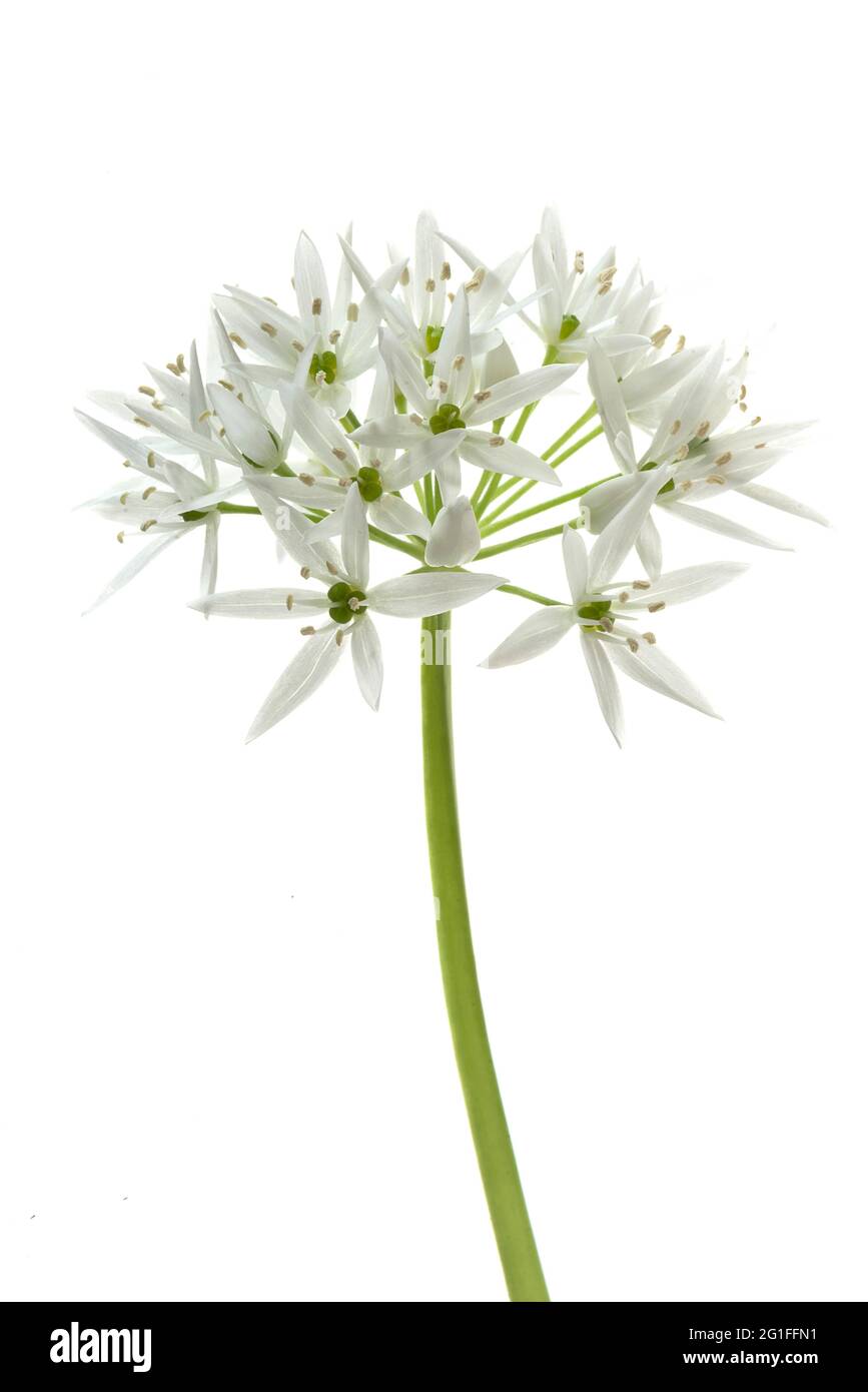 Ramsons (Allium ursinum) fleur sur fond blanc, studio tourné, Allemagne Banque D'Images