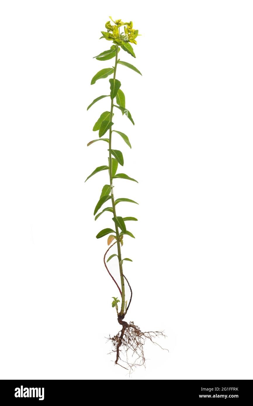 Coussin d'éperon (Euphorbia epithymoides) sur sol blanc, photo studio, Allemagne Banque D'Images
