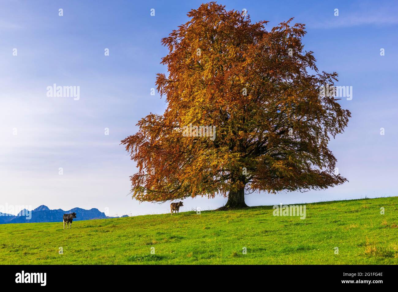 Hêtre européen (Fagus sylvatica) en automne, Rieden am Forggensee, Ostallgaeu Allgaeu Bayerisch souabe,,, Bavière, Allemagne Banque D'Images