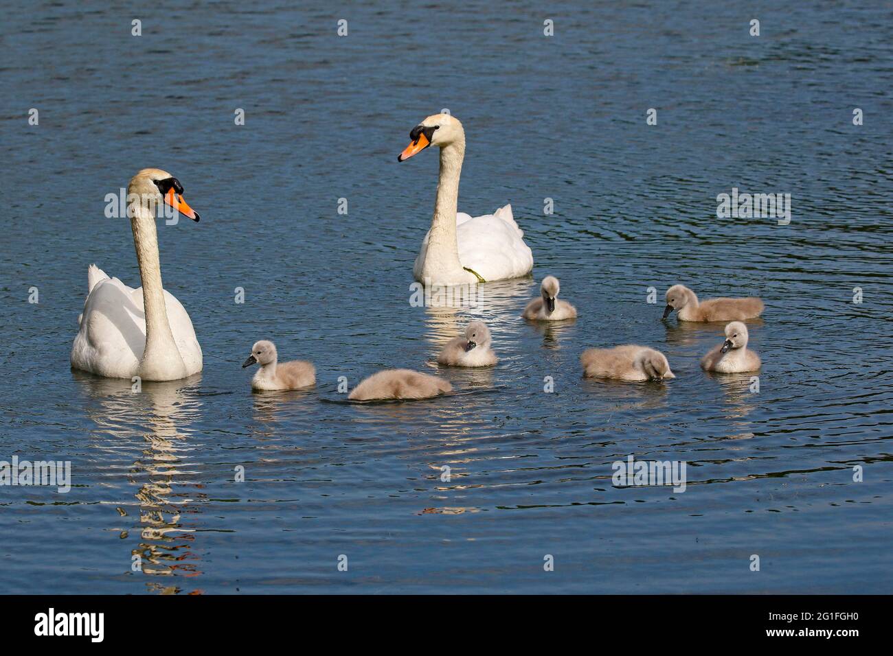 Famille des cygnes muets (Cygnus olor) avec sept poussins, Schleswig-Holstein, Allemagne Banque D'Images