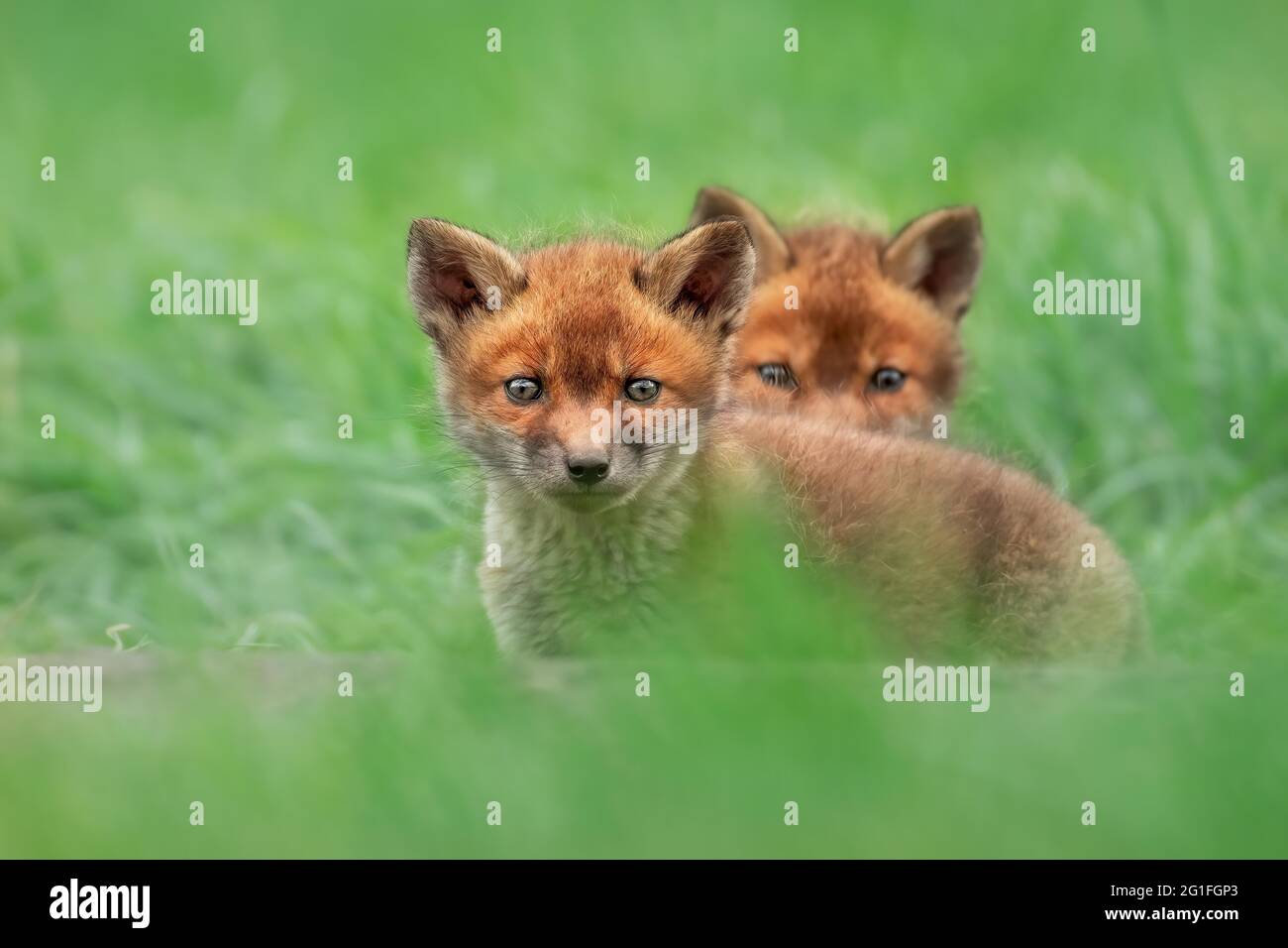 Deux petits renards rouges (Vulpes vulpes) dans la prairie, vue dans la lentille, Brandebourg, Allemagne Banque D'Images