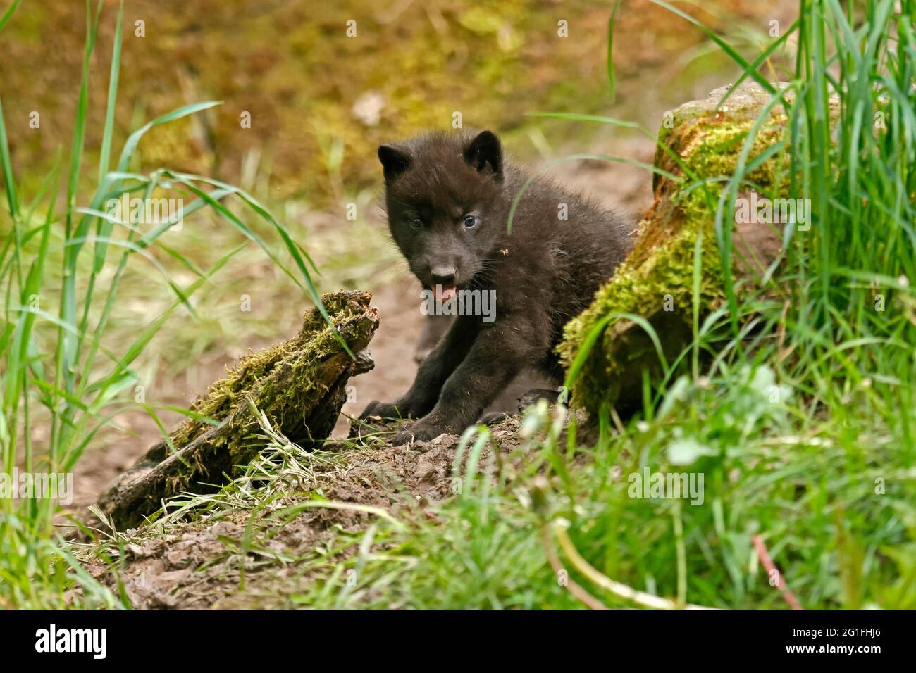 Timberwolf, loup américain (Canis lupus occidentalis), captif, pup à den, Allemagne Banque D'Images