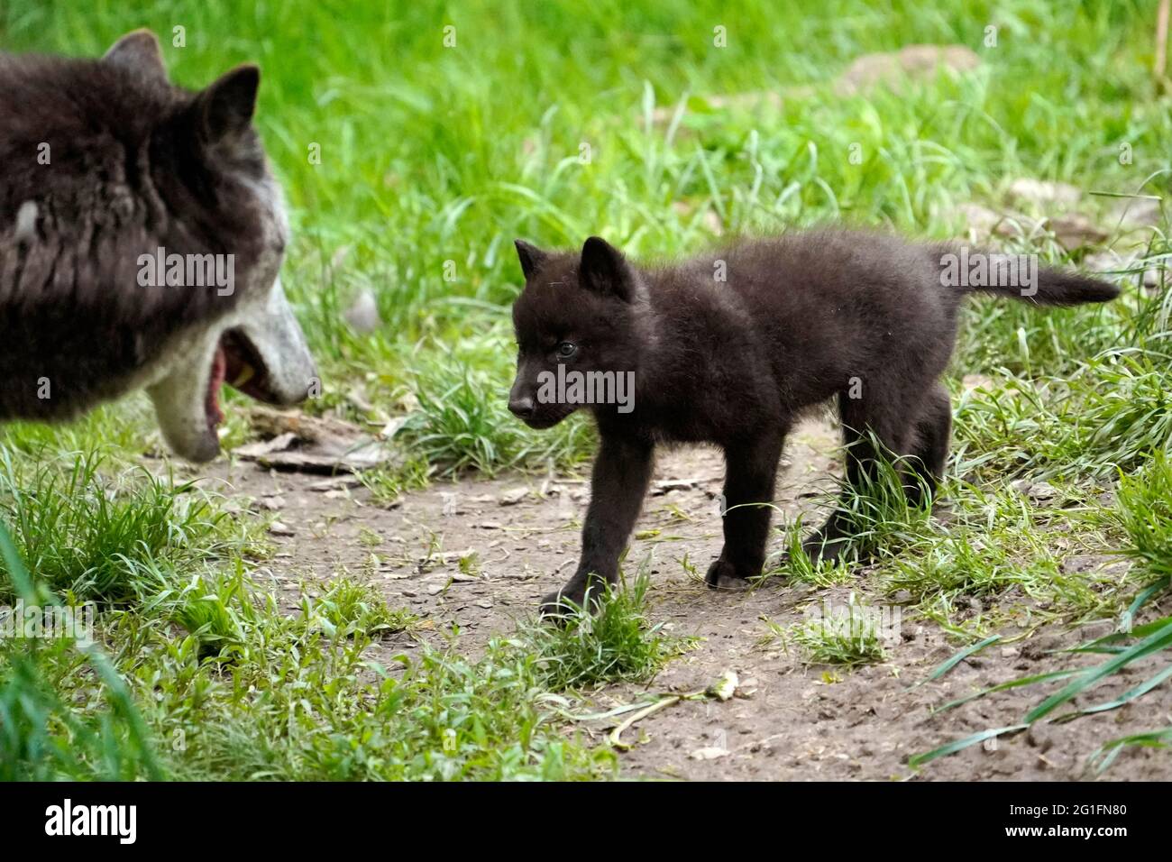 Timberwolf, loup américain (Canis lupus occidentalis), captif, pup avec adulte, Allemagne Banque D'Images
