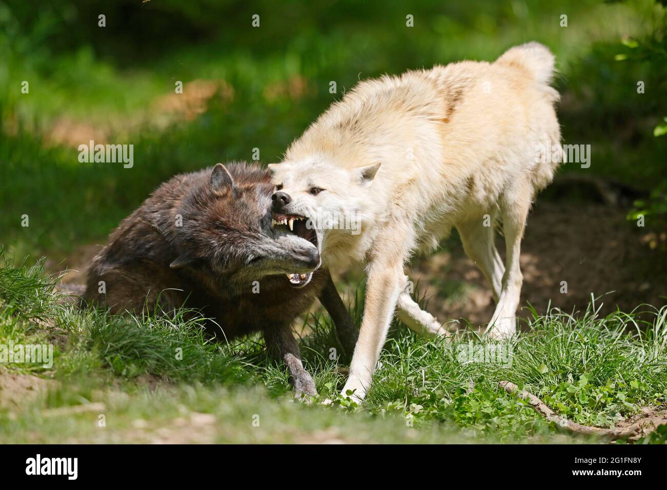 Timberwolf, loup américain (Canis lupus occidentalis), captif, rébuque de rang par le loup de plomb, Allemagne Banque D'Images
