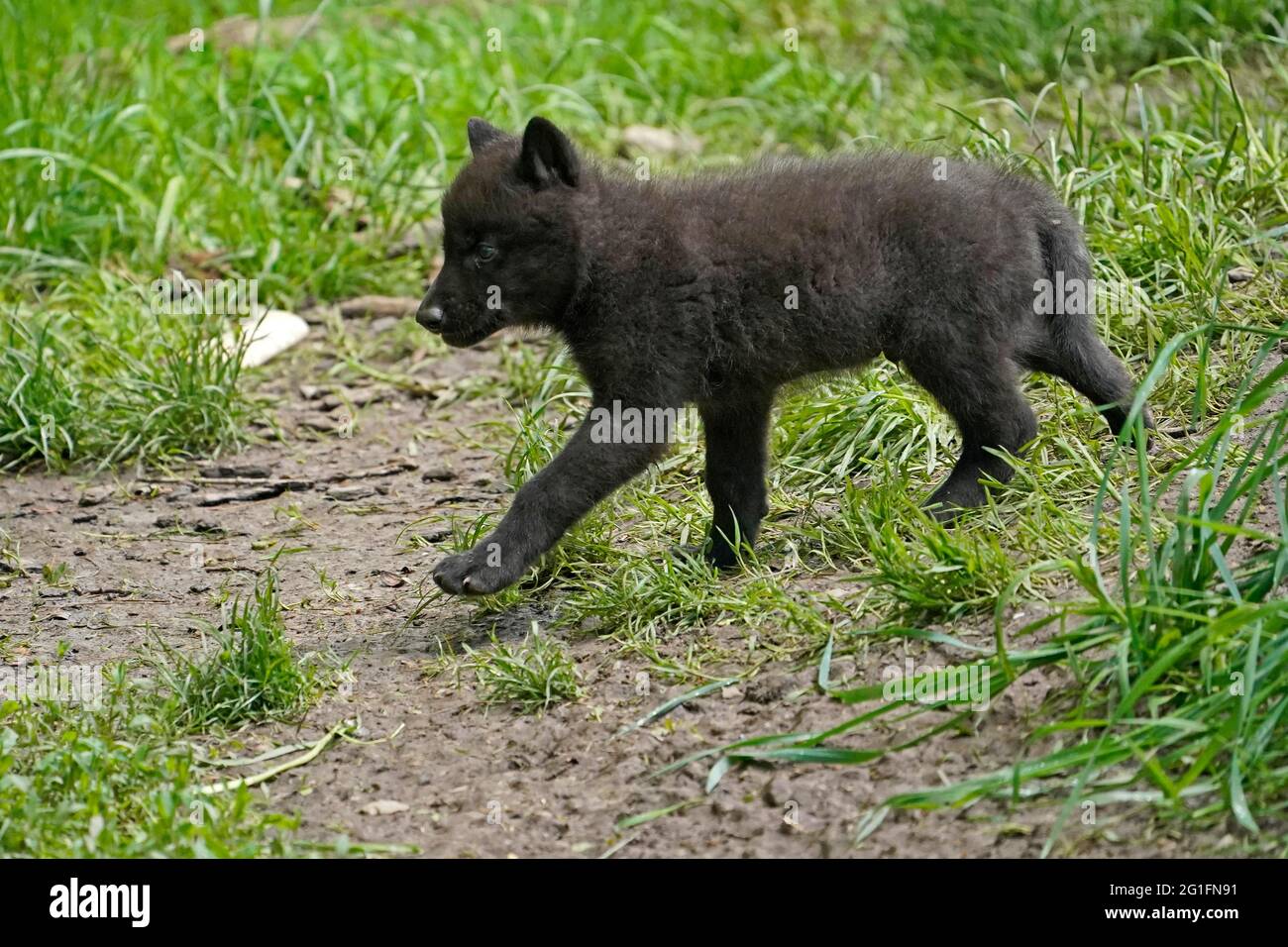 Timberwolf, loup américain (Canis lupus occidentalis), captif, pup dans un pré, Allemagne Banque D'Images