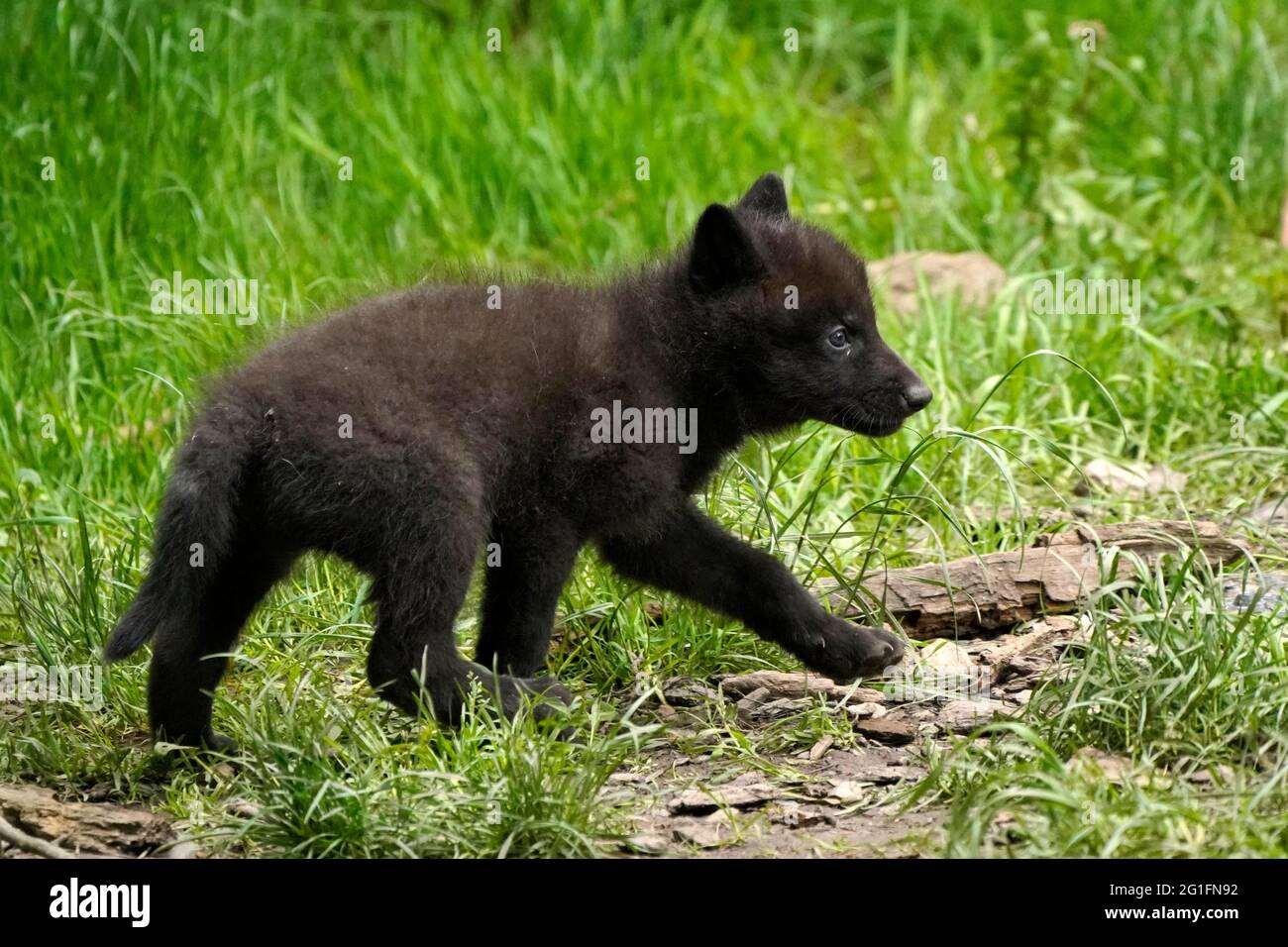 Timberwolf, loup américain (Canis lupus occidentalis), captif, pup dans un pré, Allemagne Banque D'Images