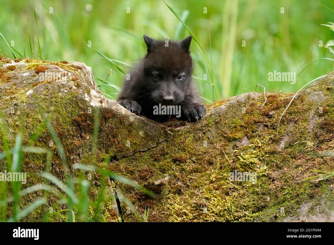 Timberwolf, loup américain (Canis lupus occidentalis), captif, pup à den, Allemagne Banque D'Images