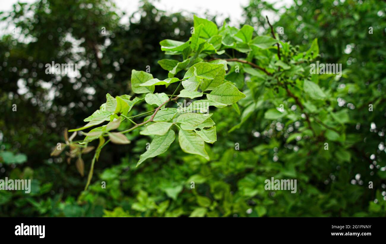 Foyer sélectif, branches nouvellement en croissance et feuilles vert clair sur l'arbre de bael ou d'aegle marmelos. Banque D'Images