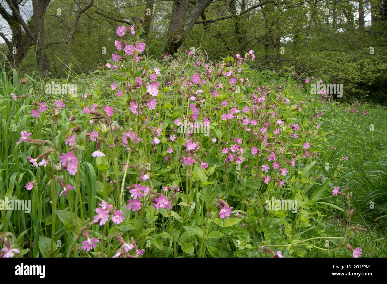 Campion rouge, mouche rouge, Silene dioica, Melandrium rubrum, mai, ROYAUME-UNI Banque D'Images