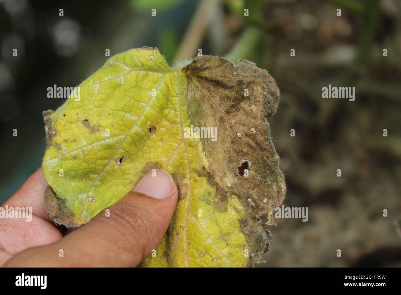 Une main touchant les feuilles d'une plante de citrouille, la ver mangeait les feuilles de citrouille Banque D'Images