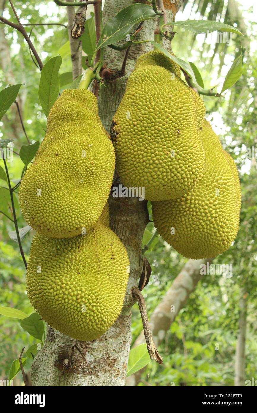 Jackfruits sur arbre, plante de Jackfruit, fruit tropical Banque D'Images