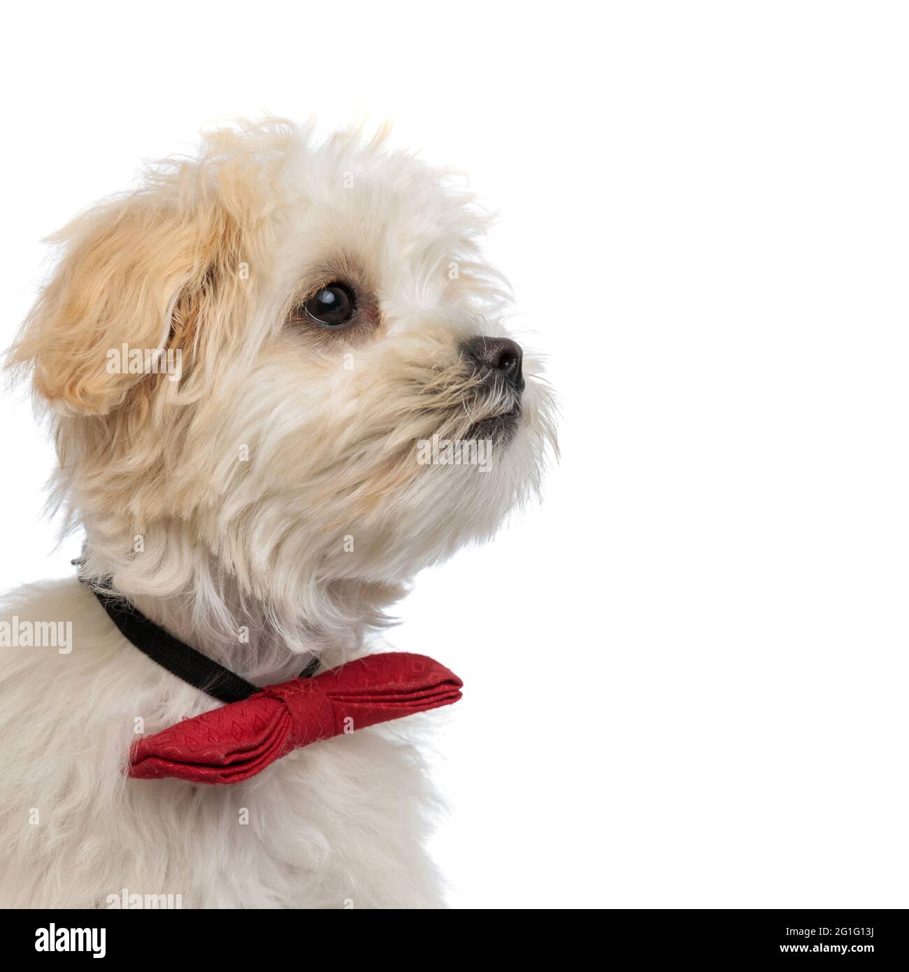 portrait d'un élégant chien bichon portant un noeud papillon rouge et se  portant sur un fond blanc Photo Stock - Alamy